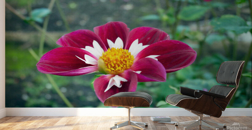 Crimson Bloom Boom   Wall Murals