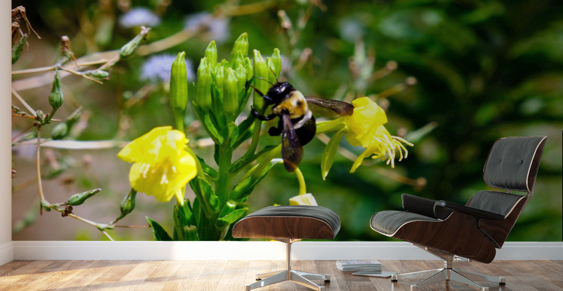 To Bee or Not to Bee  4 Wall Murals