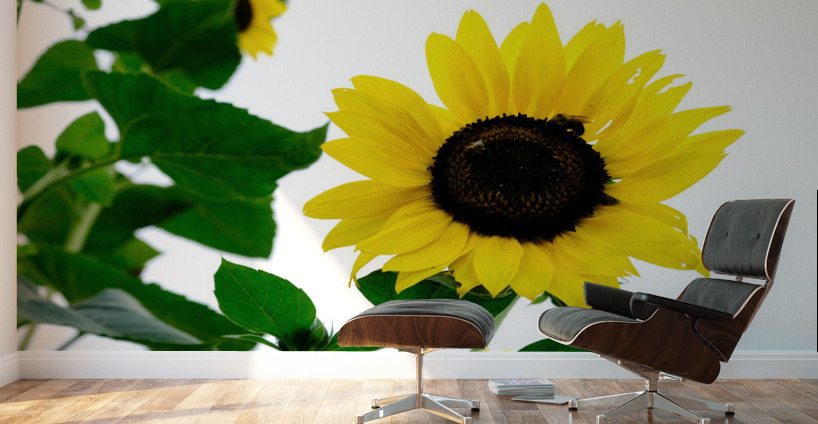 Hello Sunshine   Wall Murals