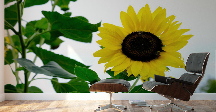 Hello Sunshine 2 Wall Murals