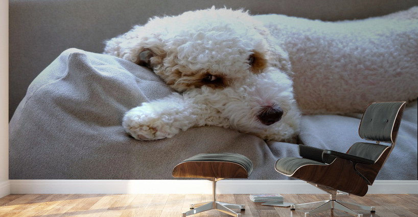 Not Pouting Pooch Wall Murals