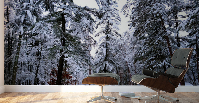 Winter Wonderland  Wall Murals