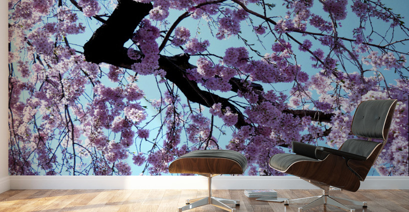 Cherry Blossom 3 Wall Murals