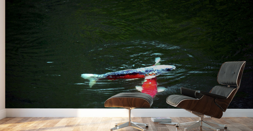 Playful Koi Wall Murals