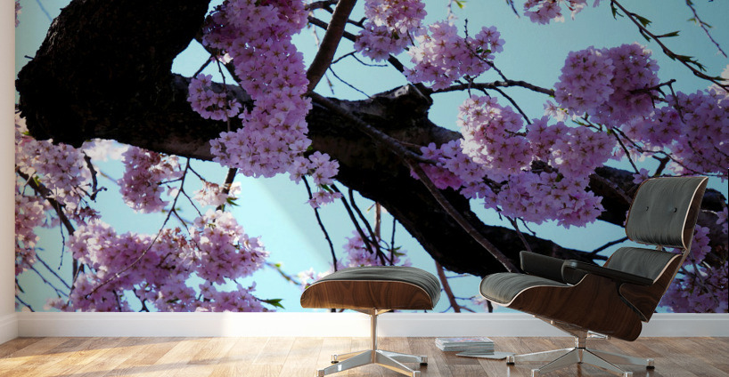 Cherry Blossom  Wall Murals