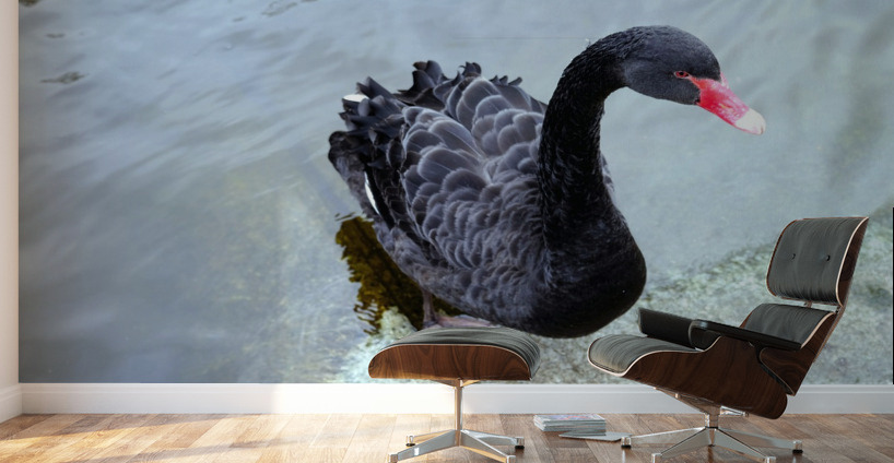 A Black Swan Moment 3 Wall Murals