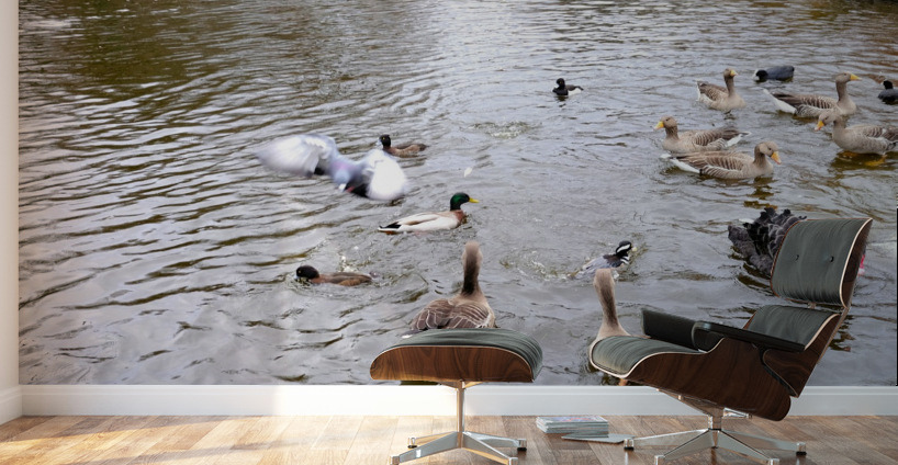 Pigeon Photobomb Wall Murals