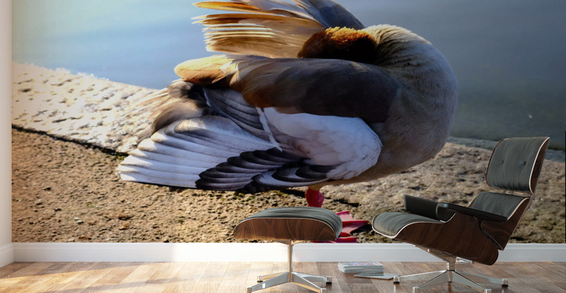 No Selfies Please  Wall Murals