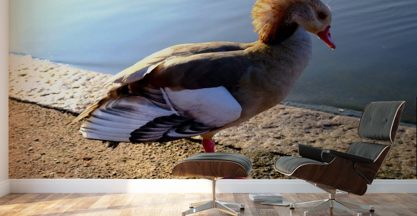 Duck Pose Wall Murals