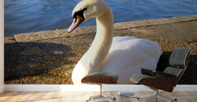 Swan Poses 1B Wall Murals