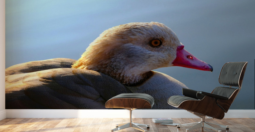 Duck Face Wall Murals