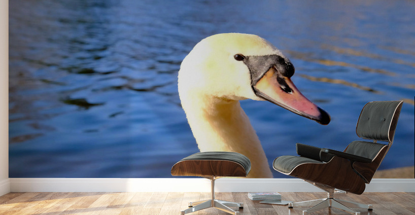 Graceful Swan by the River Wall Murals