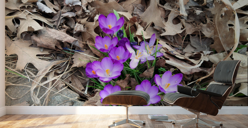 Petals of Renewal Wall Murals