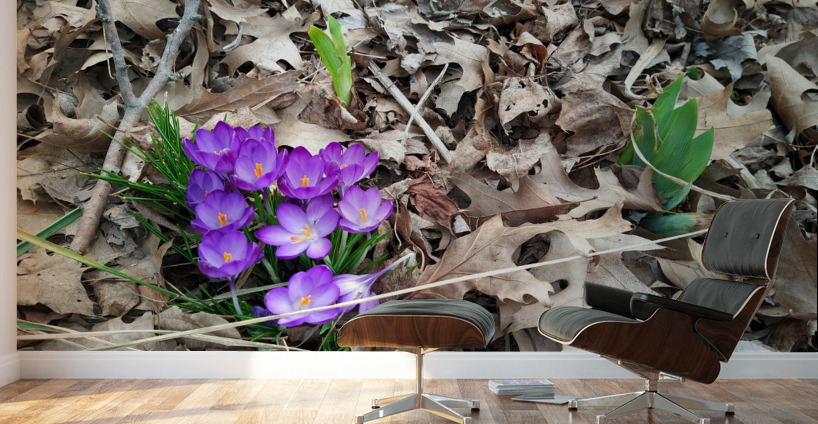 Spring Emerges Wall Murals