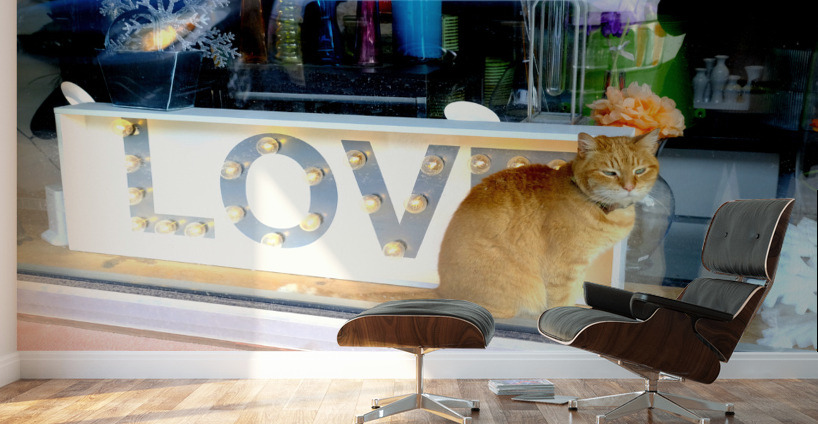 Window Watcher Wall Murals