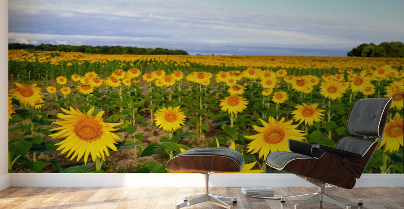 Sunflower Field of Sunshine Wall Murals