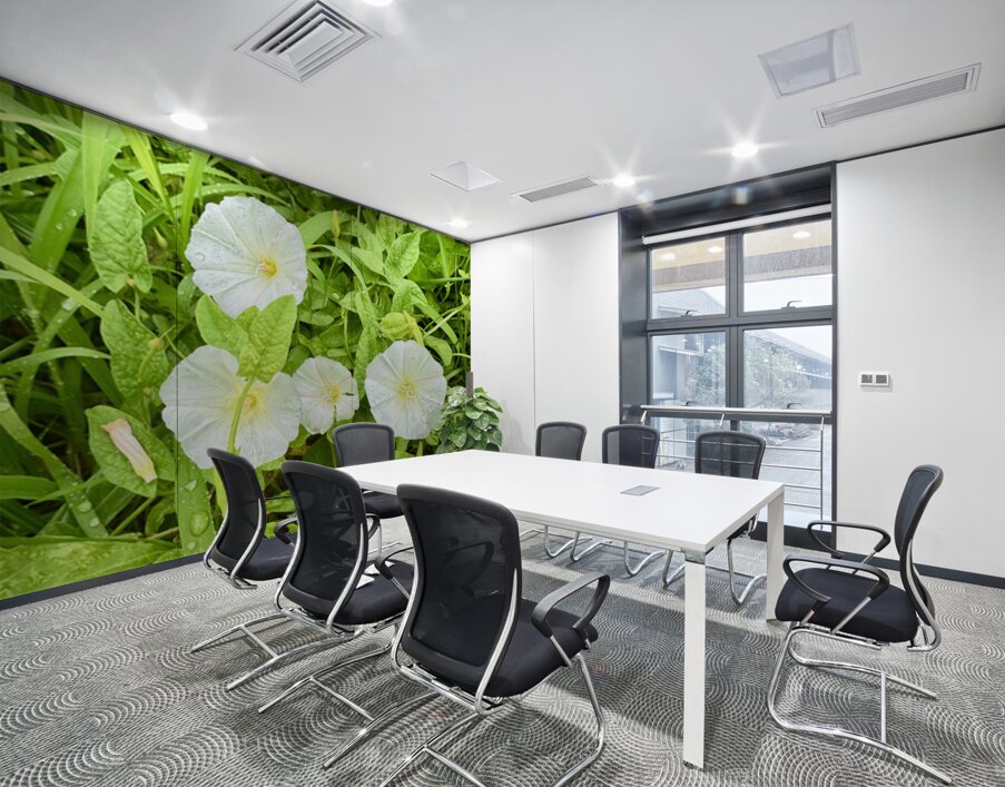 White Bindweed Blossoms Wall Printing