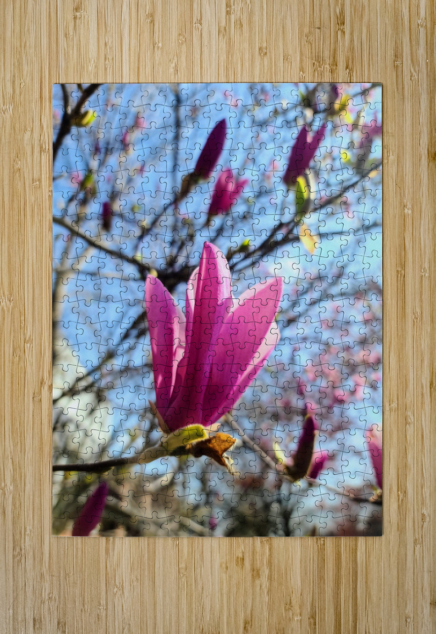 Magnolia Spring Bloom with Buds Click4Pix Puzzle printing