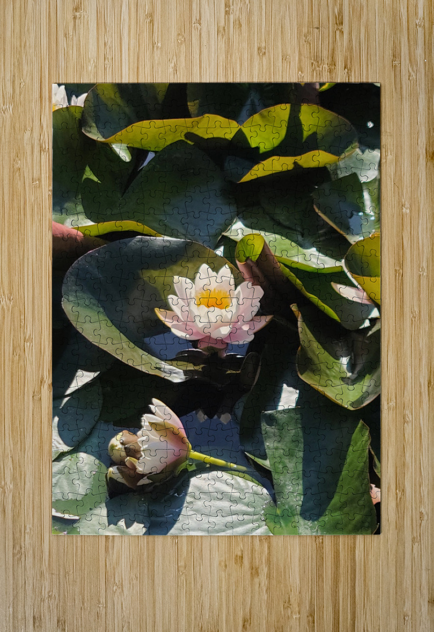 Sun-Kissed Petals: A Lilys Morning Click4Pix Puzzle printing