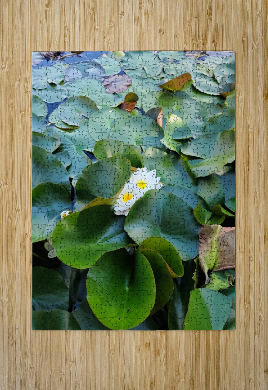 Peeping Beauty Water Lily: Harmony in the Hidden Bloom Click4Pix Puzzle printing