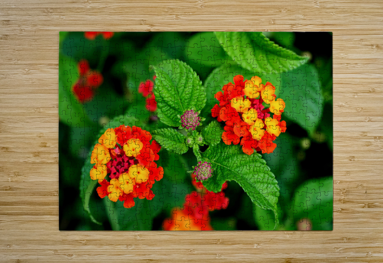 Color that Heals: The Medicinal Heart of Lantana Camara Click4Pix Puzzle printing