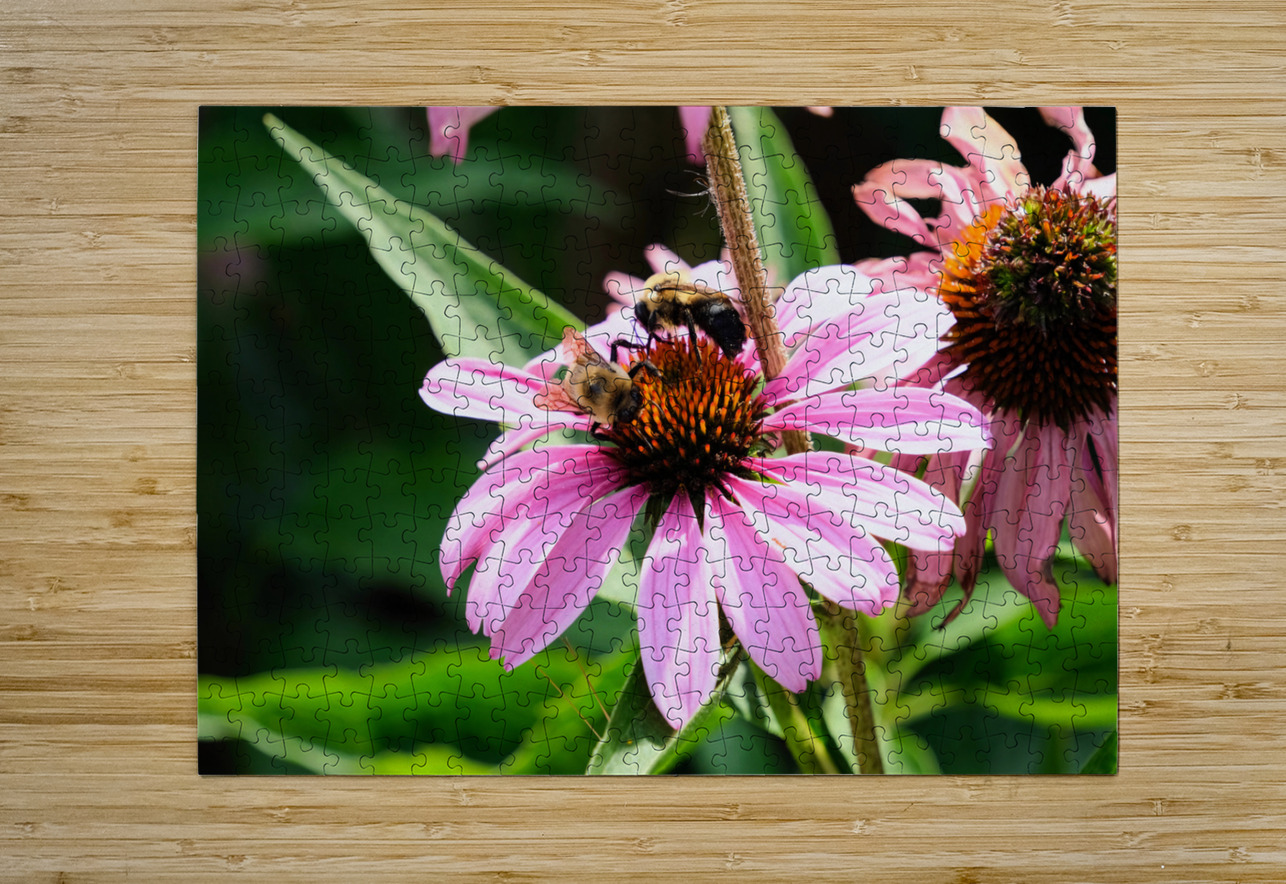 Duo at Dawn: Bees on the Coneflower’s Crown Click4Pix Puzzle printing