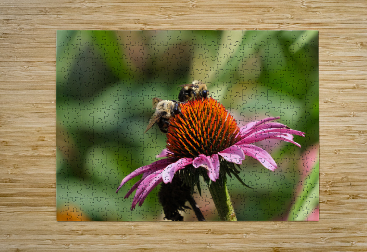 Harmony on a Purple Coneflower Click4Pix Puzzle printing