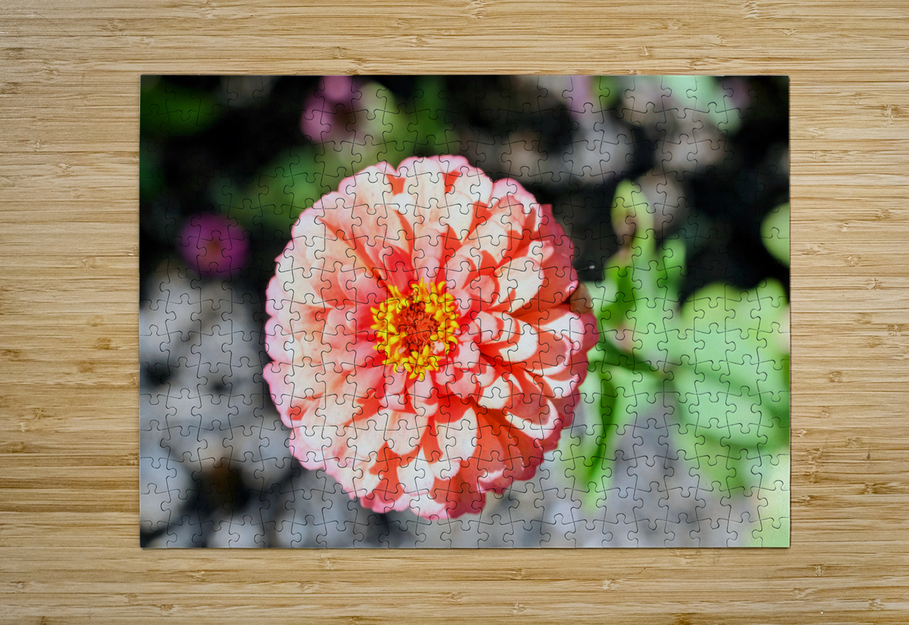 Sun Soaked Pink Zinnia Click4Pix Puzzle printing