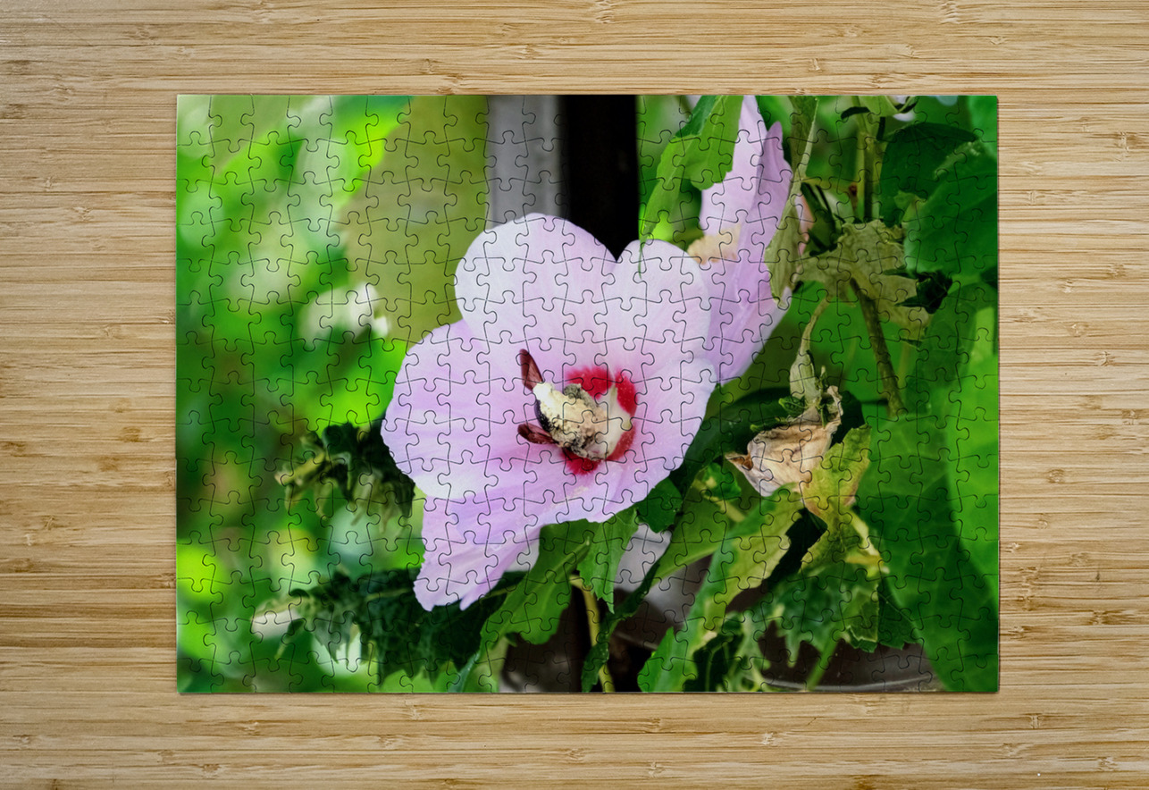 Bee Drowning in Pollen  Click4Pix Puzzle printing