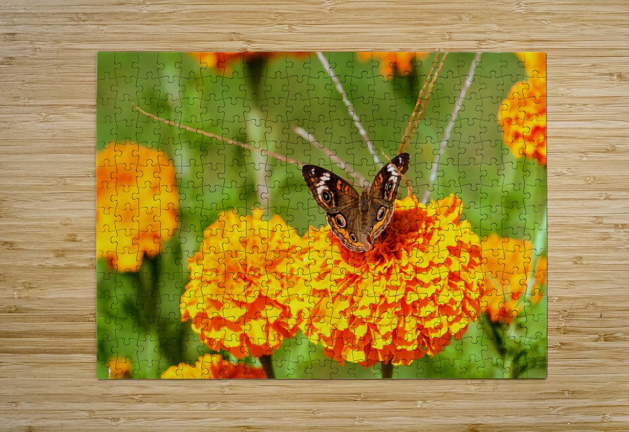 Buckeye Butterfly on Marigold: The Secret Life of Wings and Petals Click4Pix Puzzle printing