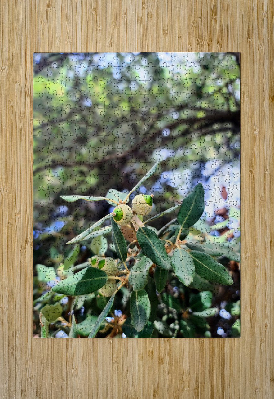 Nature’s Little Lanterns: A Hidden Symphony of Light and Green Click4Pix Puzzle printing