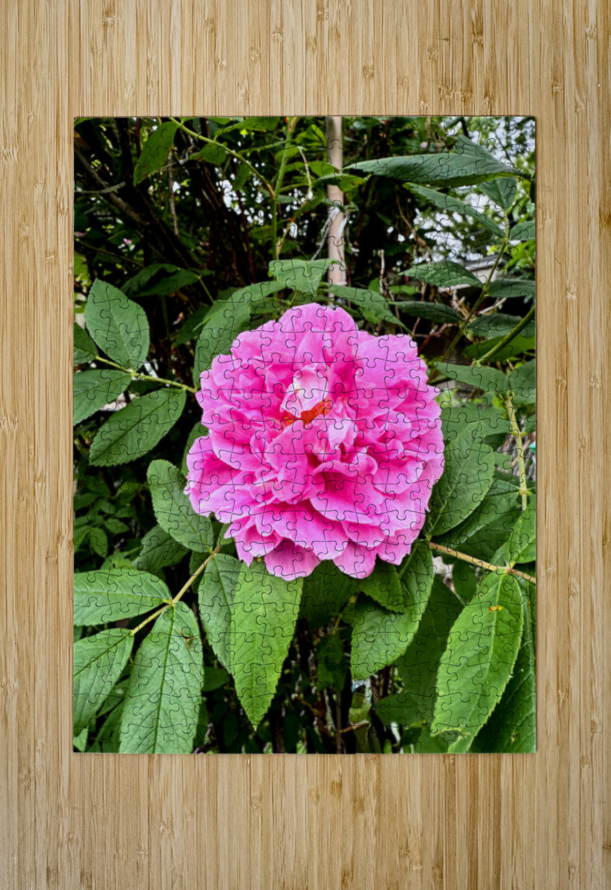 Wild Grace: The Rugosa Bloom Click4Pix Puzzle printing