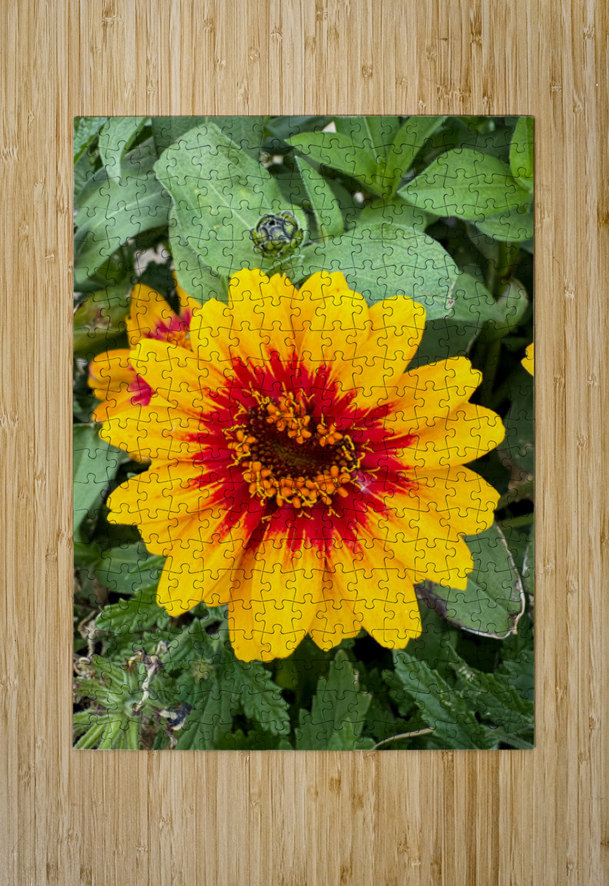 Solflare Echo Click4Pix Puzzle printing