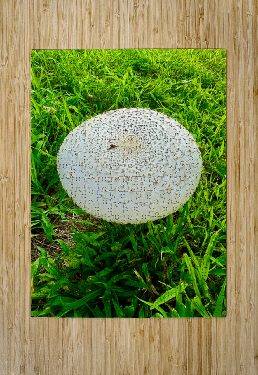 Fungal Solar Disc Click4Pix Puzzle printing
