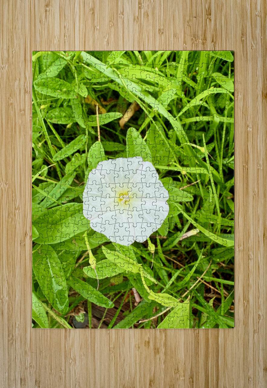 Bindweed Still Life in Nature Click4Pix Puzzle printing