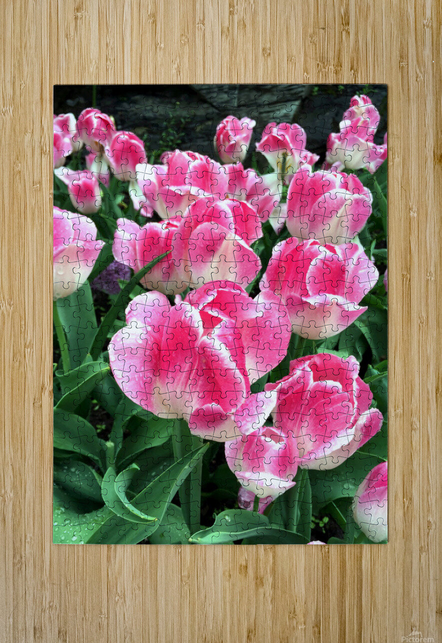 Tulips Are Better Than One B Click4Pix Puzzle printing
