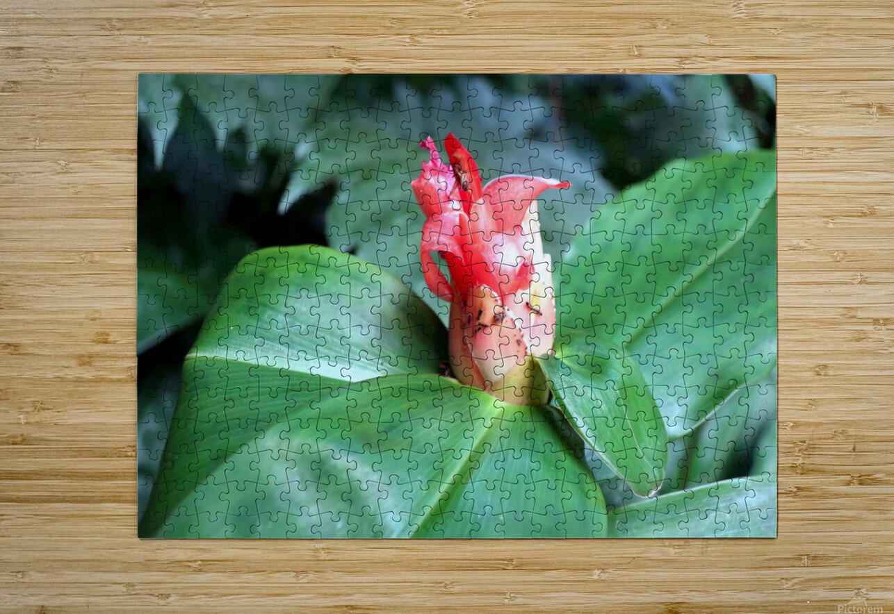 Flower Bud Click4Pix Puzzle printing