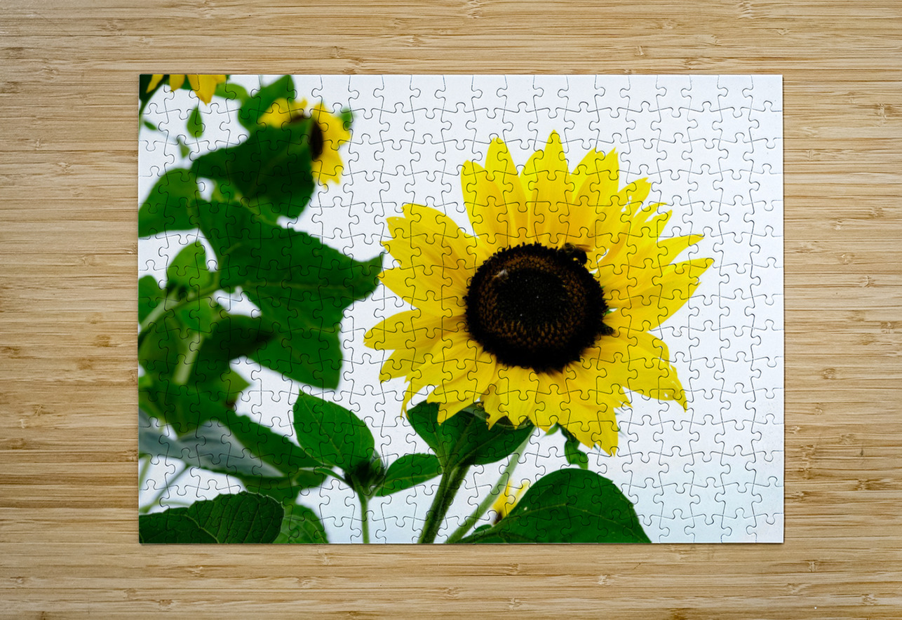 Hello Sunshine   Click4Pix Puzzle printing