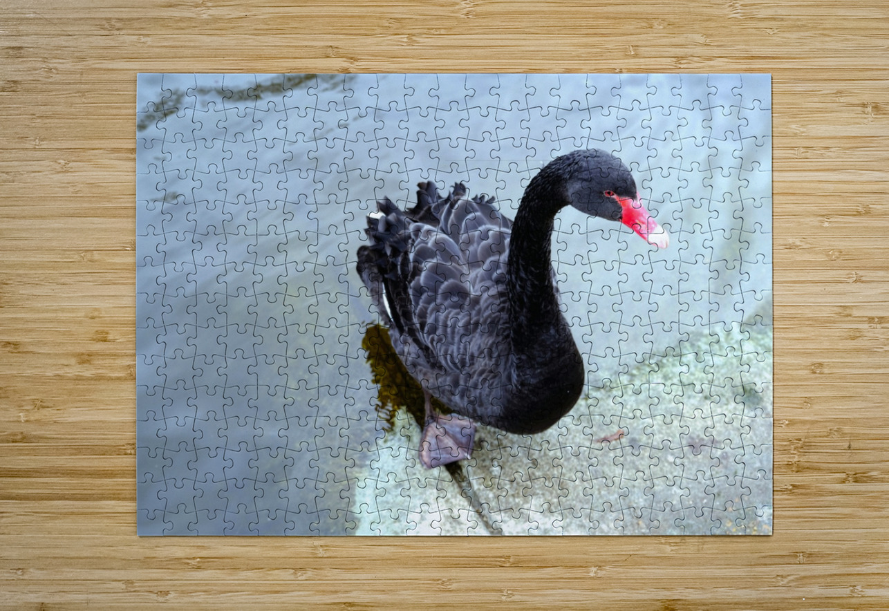 A Black Swan Moment 3 Click4Pix Puzzle printing