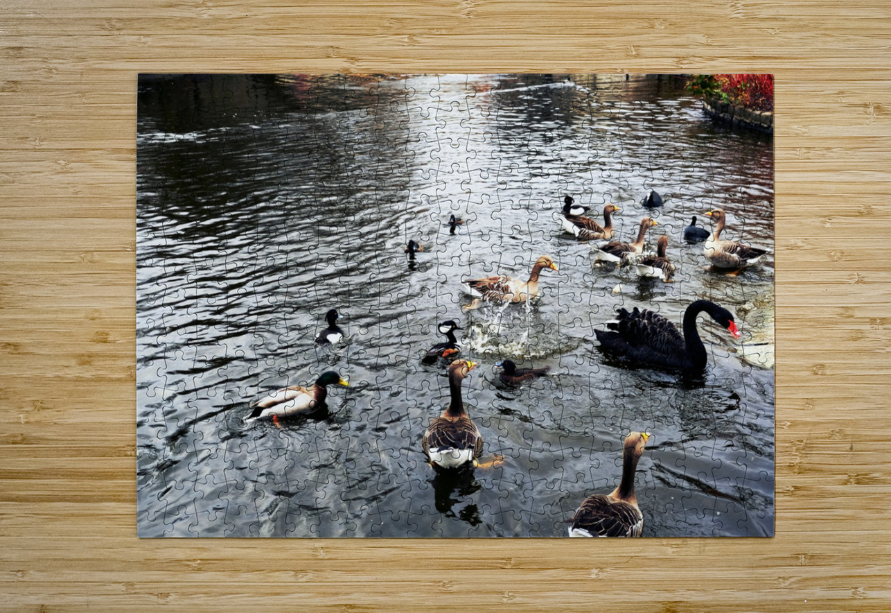 Ducking a Black Swan Moment Click4Pix Puzzle printing
