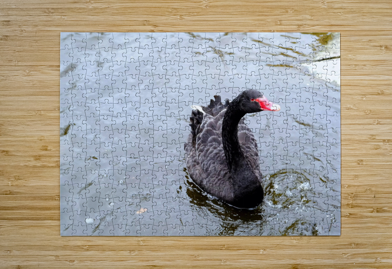 A Black Swan Moment  Click4Pix Puzzle printing