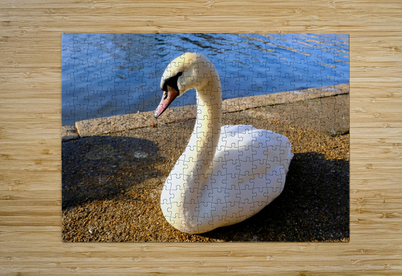Swan Poses 1B Click4Pix Puzzle printing
