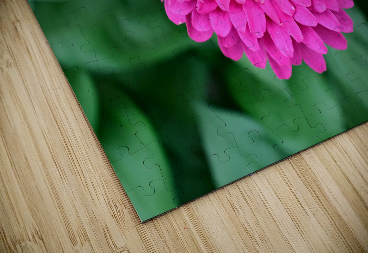 Common Zinnia with Uncommon Beauty Click4Pix Puzzle