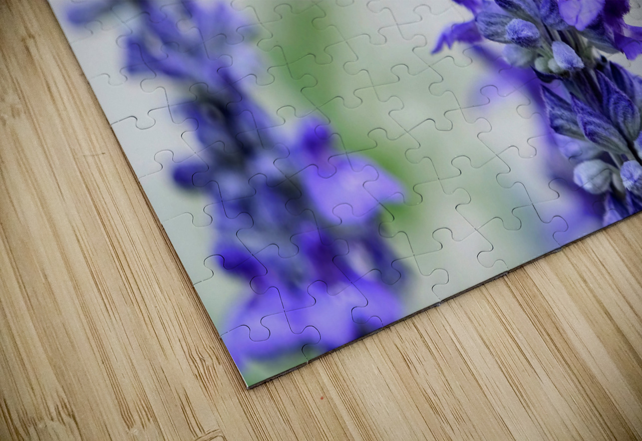 Bee Salivating the Blue Salvia Click4Pix Puzzle