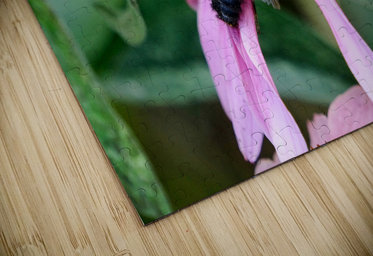Stillness Amid the Spires of Echinacea Click4Pix Puzzle