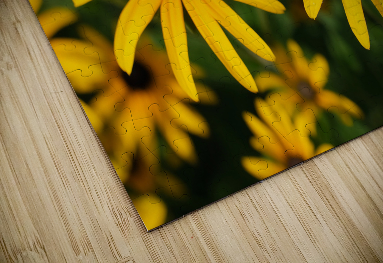 Golden Resilience: Black-Eyed Susan in Summer Bloom Click4Pix Puzzle