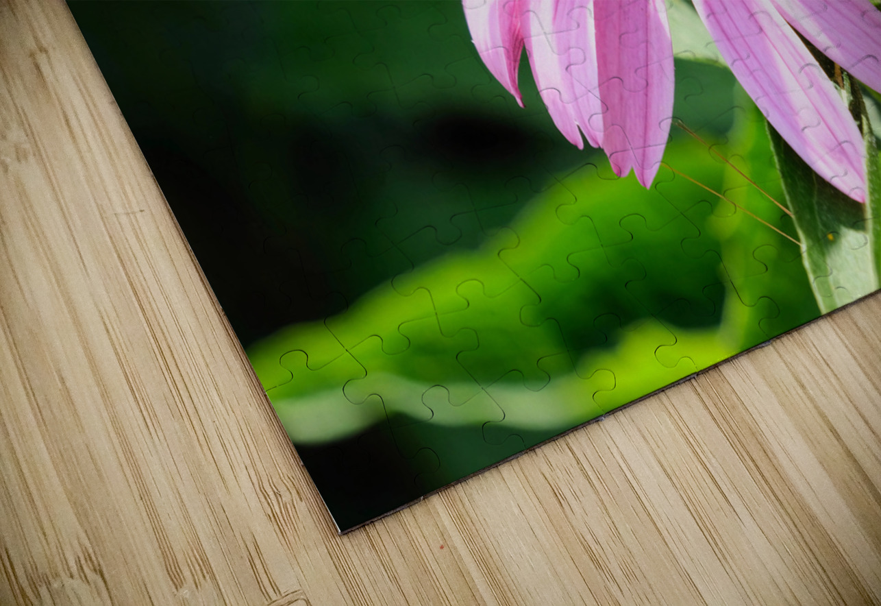 Duo at Dawn: Bees on the Coneflower’s Crown Click4Pix Puzzle