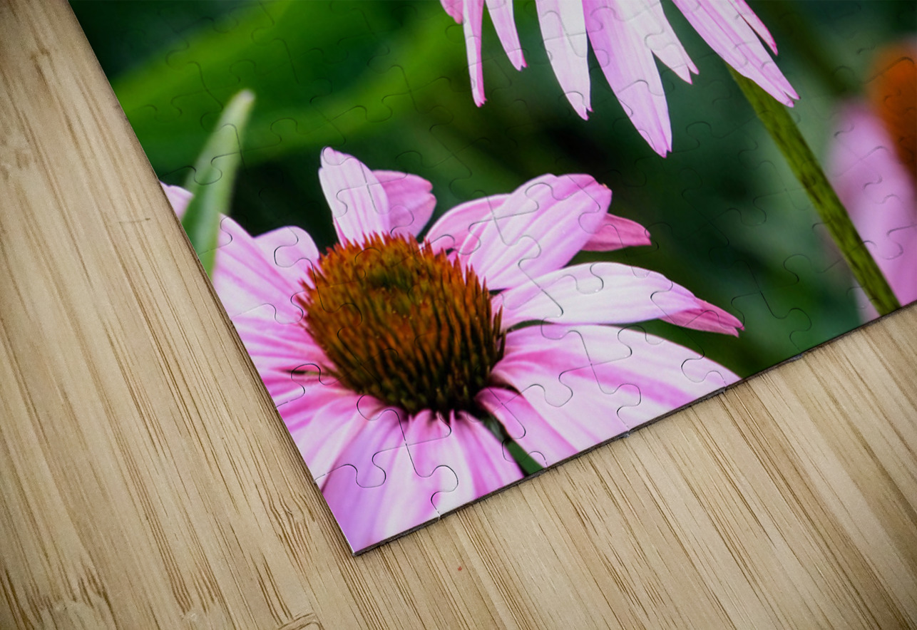 Wings of Purpose Petals of Peace: Coneflower Moment Click4Pix Puzzle