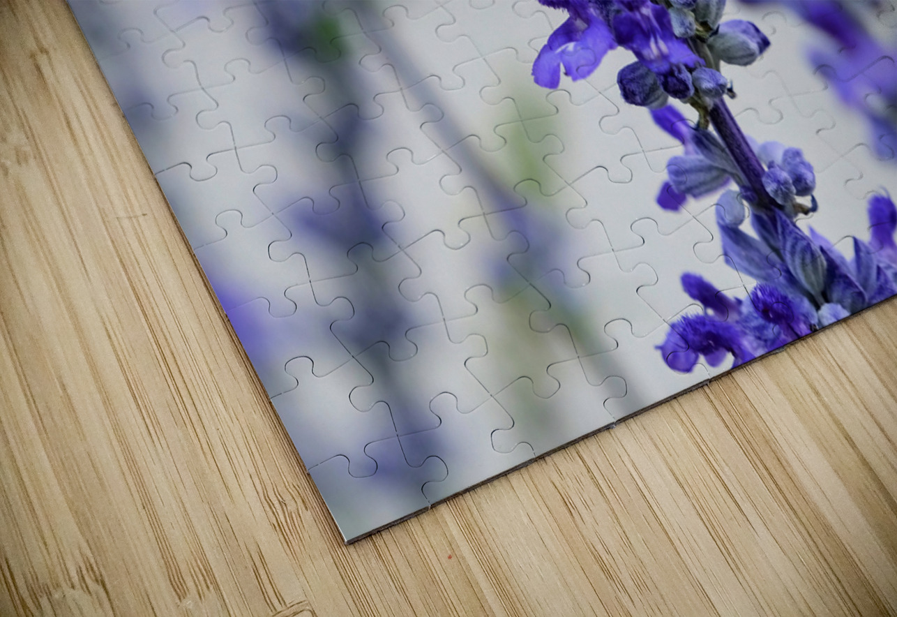 Salvia Bloom & the Pollinator Click4Pix Puzzle