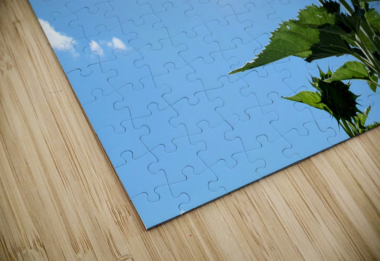 Solar Serenade: The Bloom That Reaches Back Click4Pix Puzzle